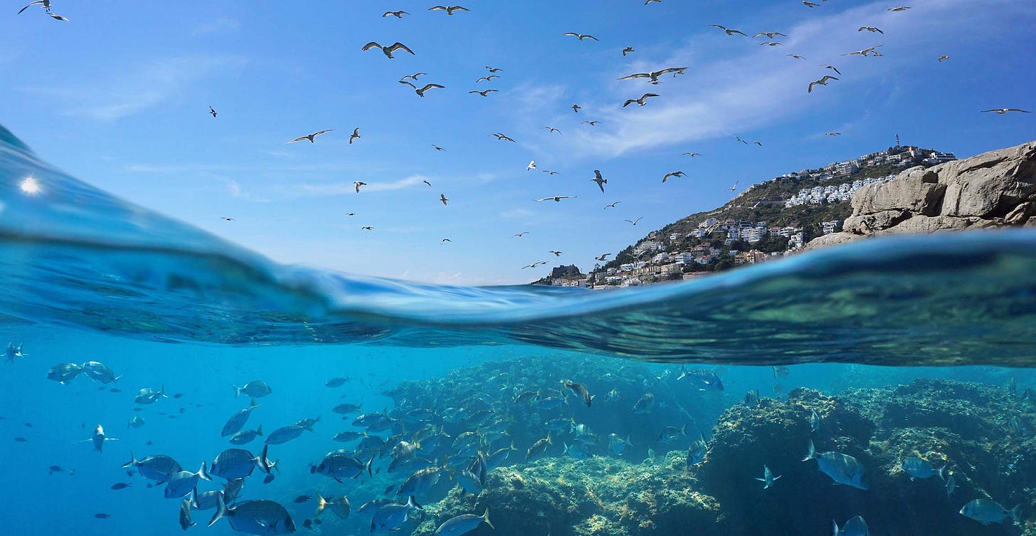 Ocean conservation: How do we look after the largest environment on Earth?  | Natural History Museum