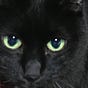 保留中QAJF's avatar