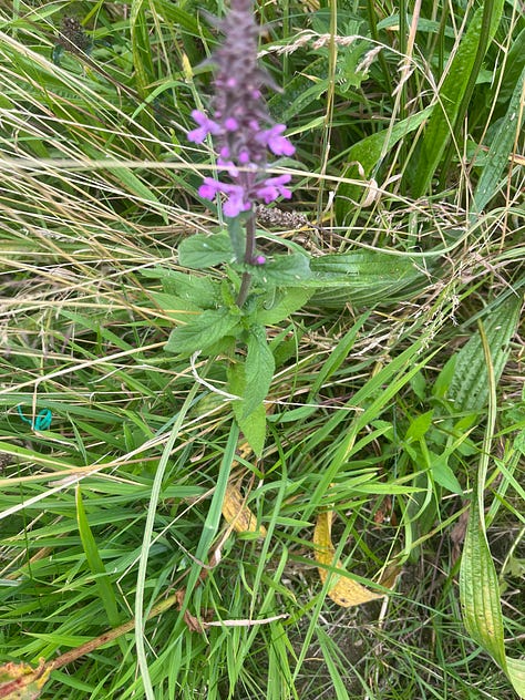 wildflowers