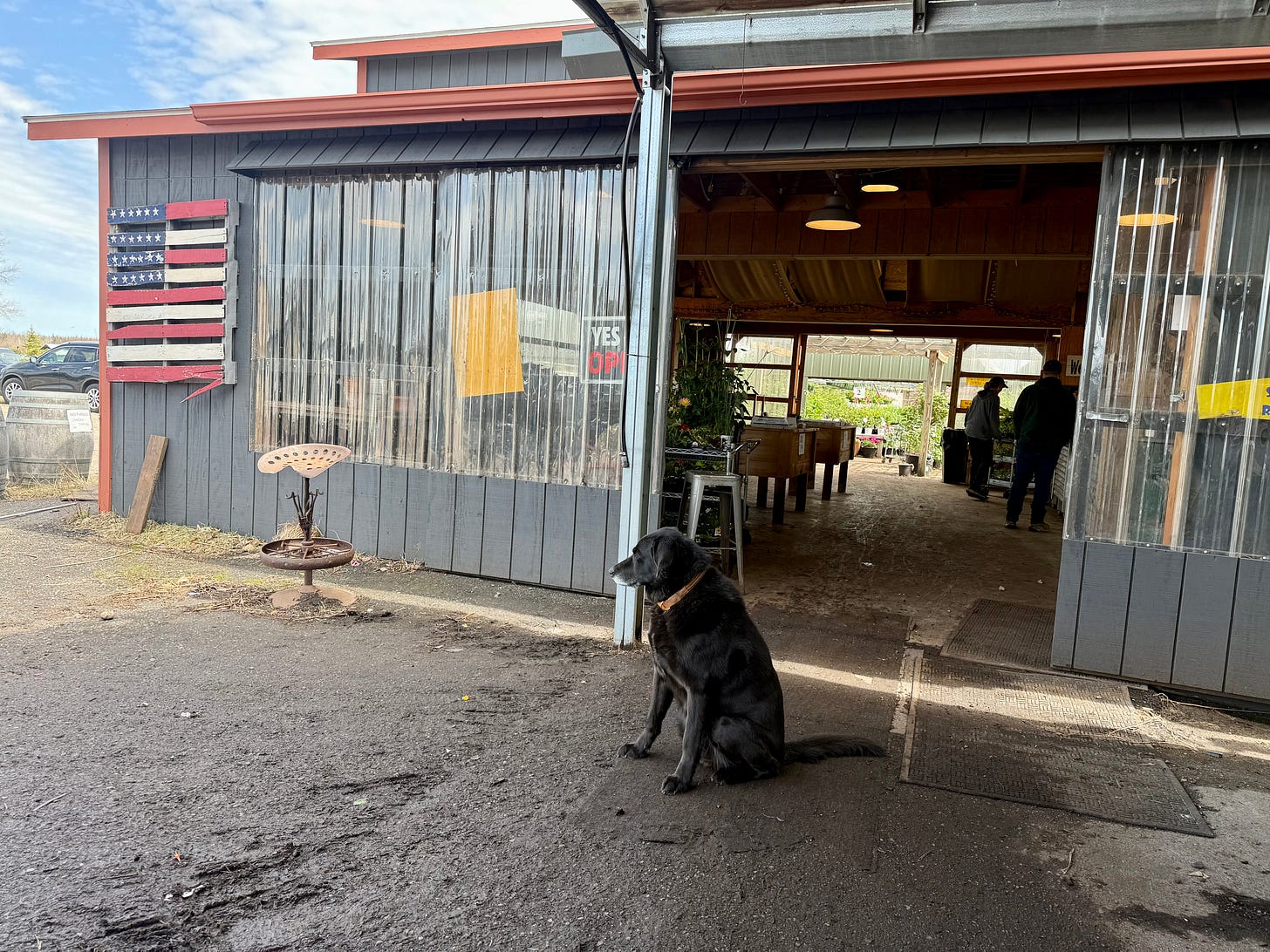 Peat the greeter dog outside Byrns Greenhouse