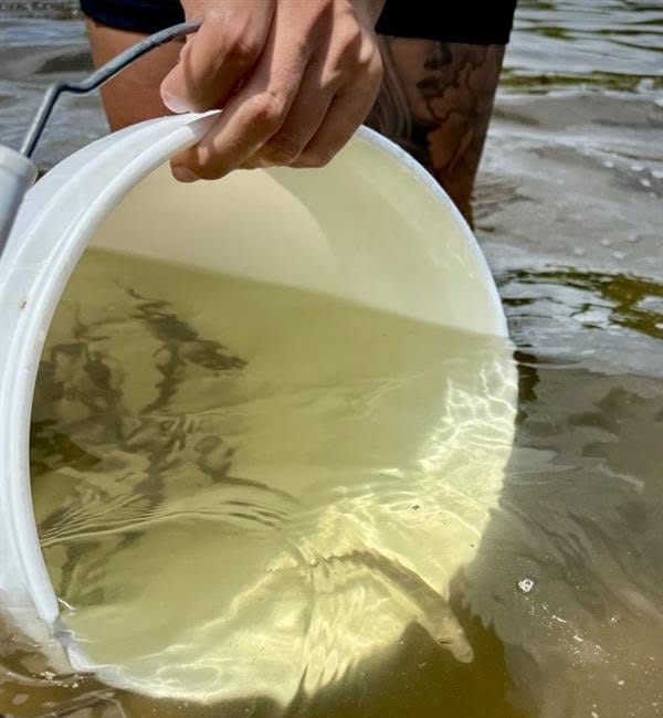 Thousands of Juvenile Snook Released at Robinson Preserve to Support Local Fish Populations