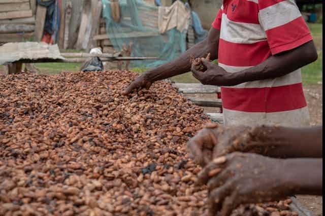 Two Ghanaian farmers drying cocoa beans. Two Ghanaian farmers drying cocoa beans.