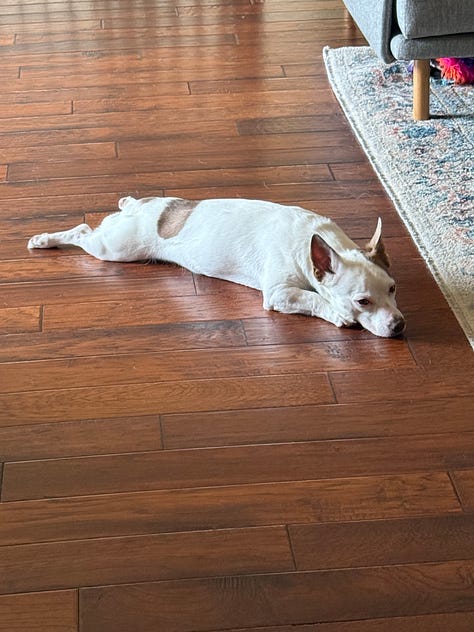 A collection of photos of Bosley, a chihuahua cattle dog mix, solo, with Roxy, a husky chihuahua mix, and with Allison