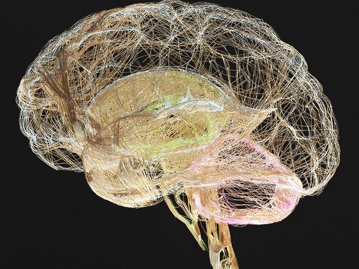 Nervous system