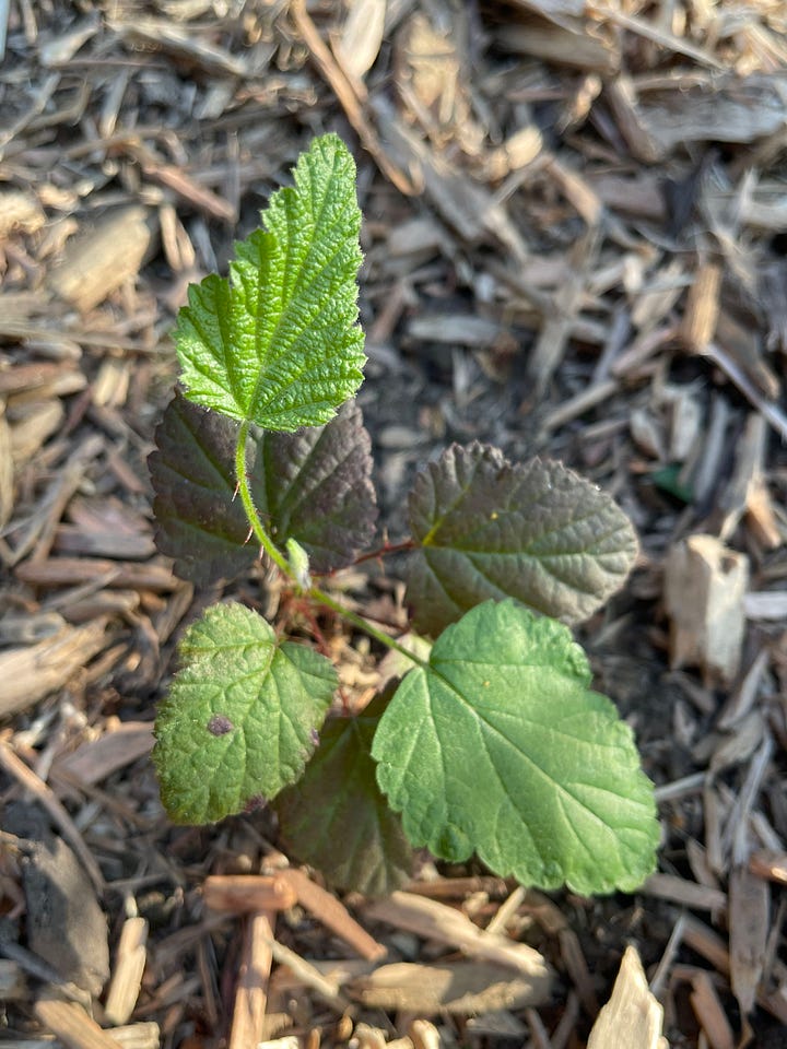 A small blackberry plant (on the left) just after planting in 2023. Two blackberry plants after two years of growth (on the right).