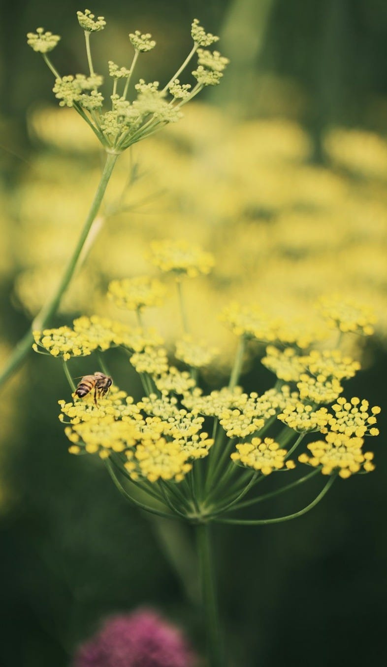 a close up of a flower with a blurry background