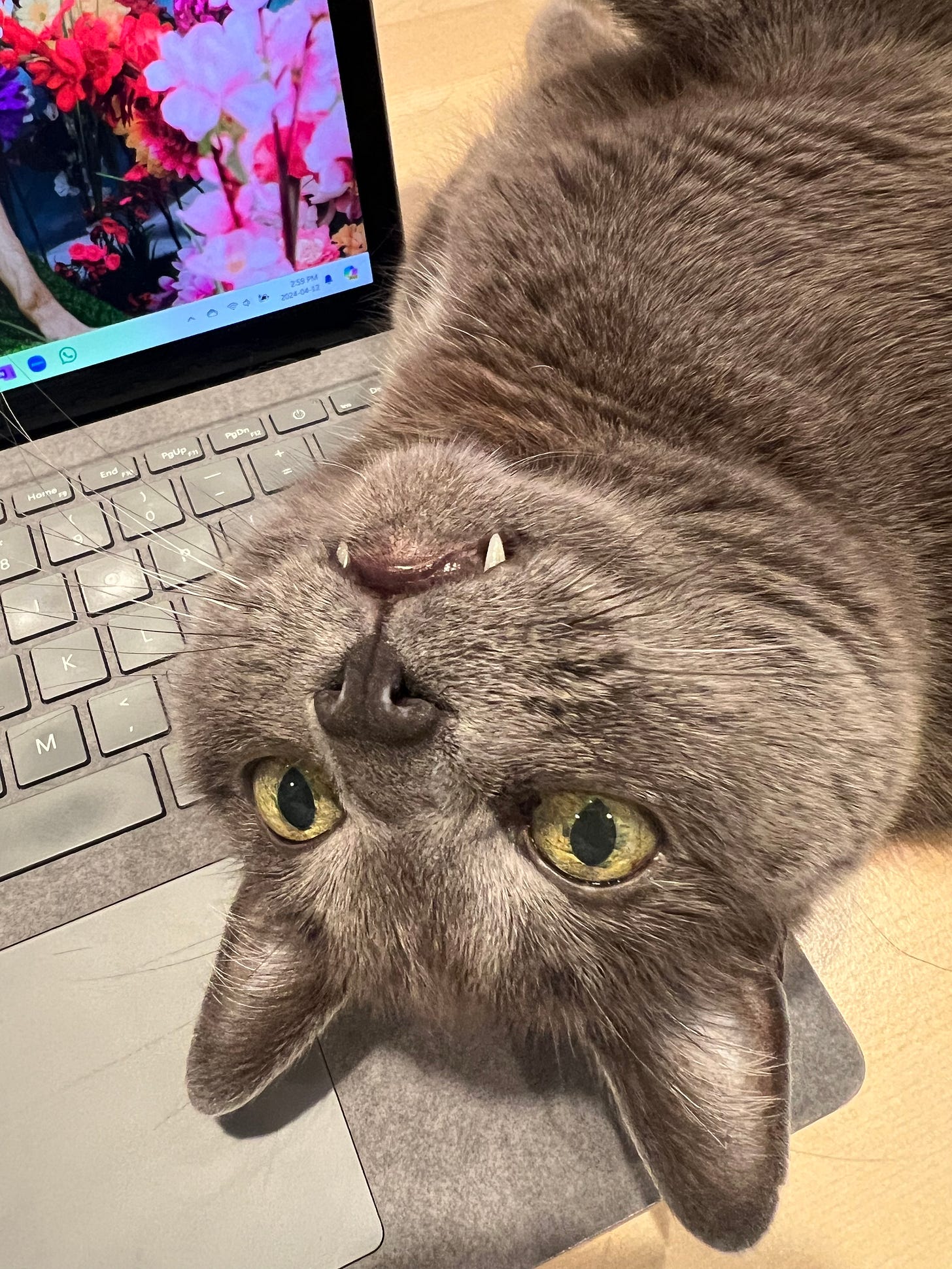 A grey cat rests on a computer laptop keyboard