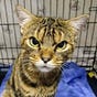 Tom a pissed off cat's avatar