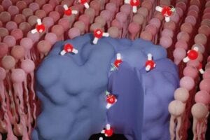 Rapid Passage of Magnetic Water Molecules into Cells