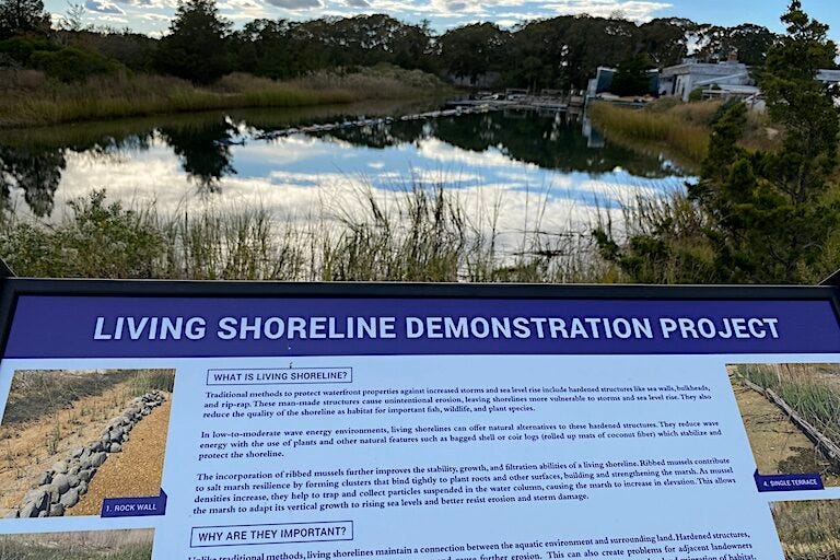 New York State's new Living Shorelines Act will support development of projects like this at Cedar Beach in eastern Long Island. Image by Erik Hoffner for Mongabay. New York State's new Living Shorelines Act will support development of projects like this at Cedar Beach in eastern Long Island. Image by Erik Hoffner for Mongabay.