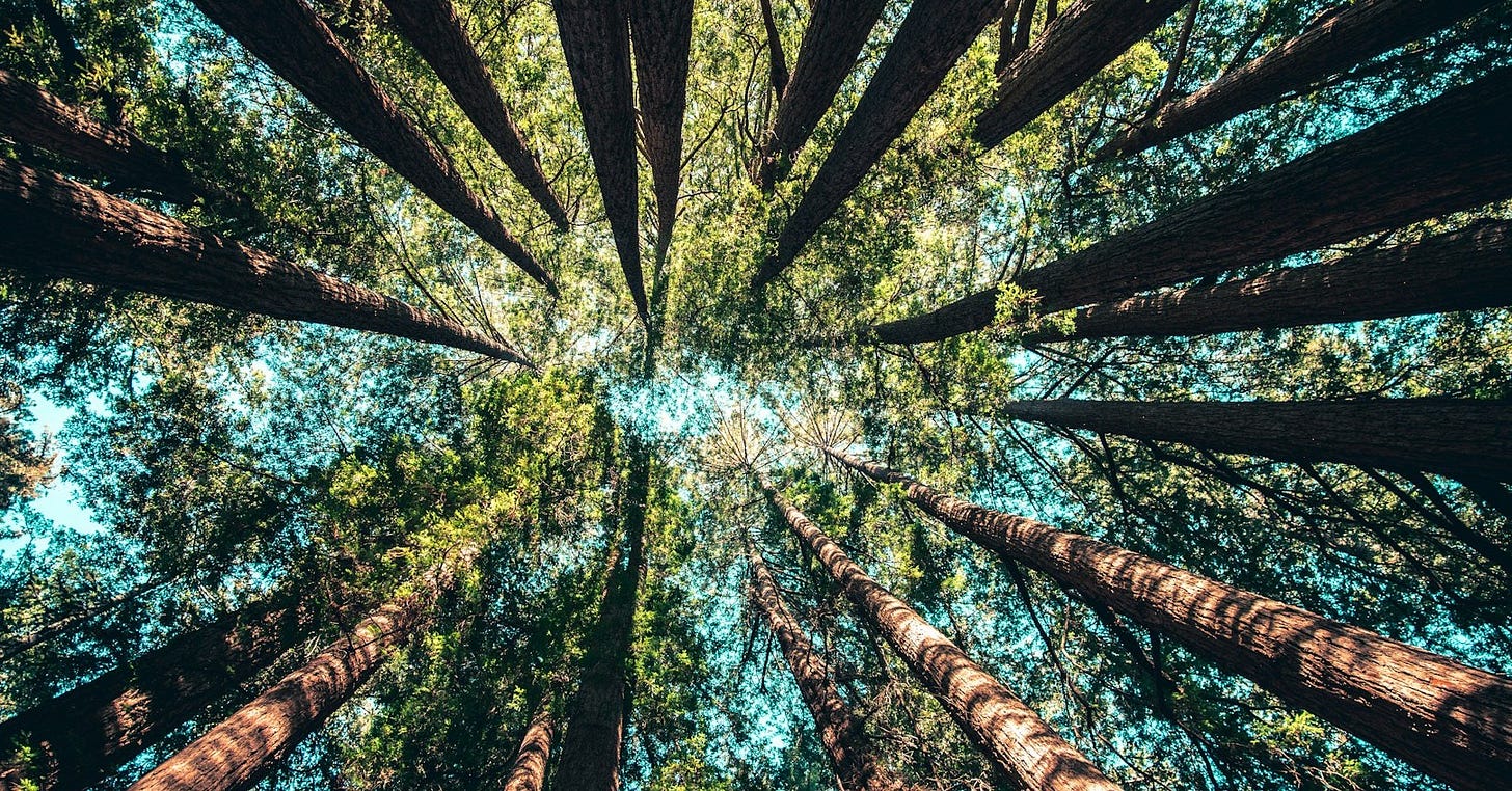 low angle photography of trees at daytime