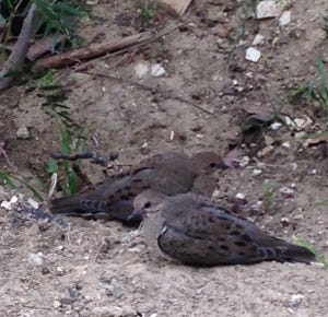 doves cropped