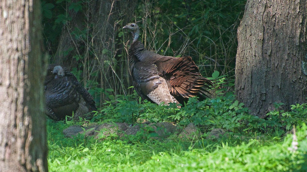 Photograph of a pair of wild turkeys framed mostly in shadow by the trunks of trees on either side. The more prominent raises its head in profile. The other huddles in shadow with head down, just a mass of dark feathers. The ground cover of the forest is lush, vibrant green. Photograph of a pair of wild turkeys framed mostly in shadow by the trunks of trees on either side. The more prominent raises its head in profile. The other huddles in shadow with head down, just a mass of dark feathers. The ground cover of the forest is lush, vibrant green.