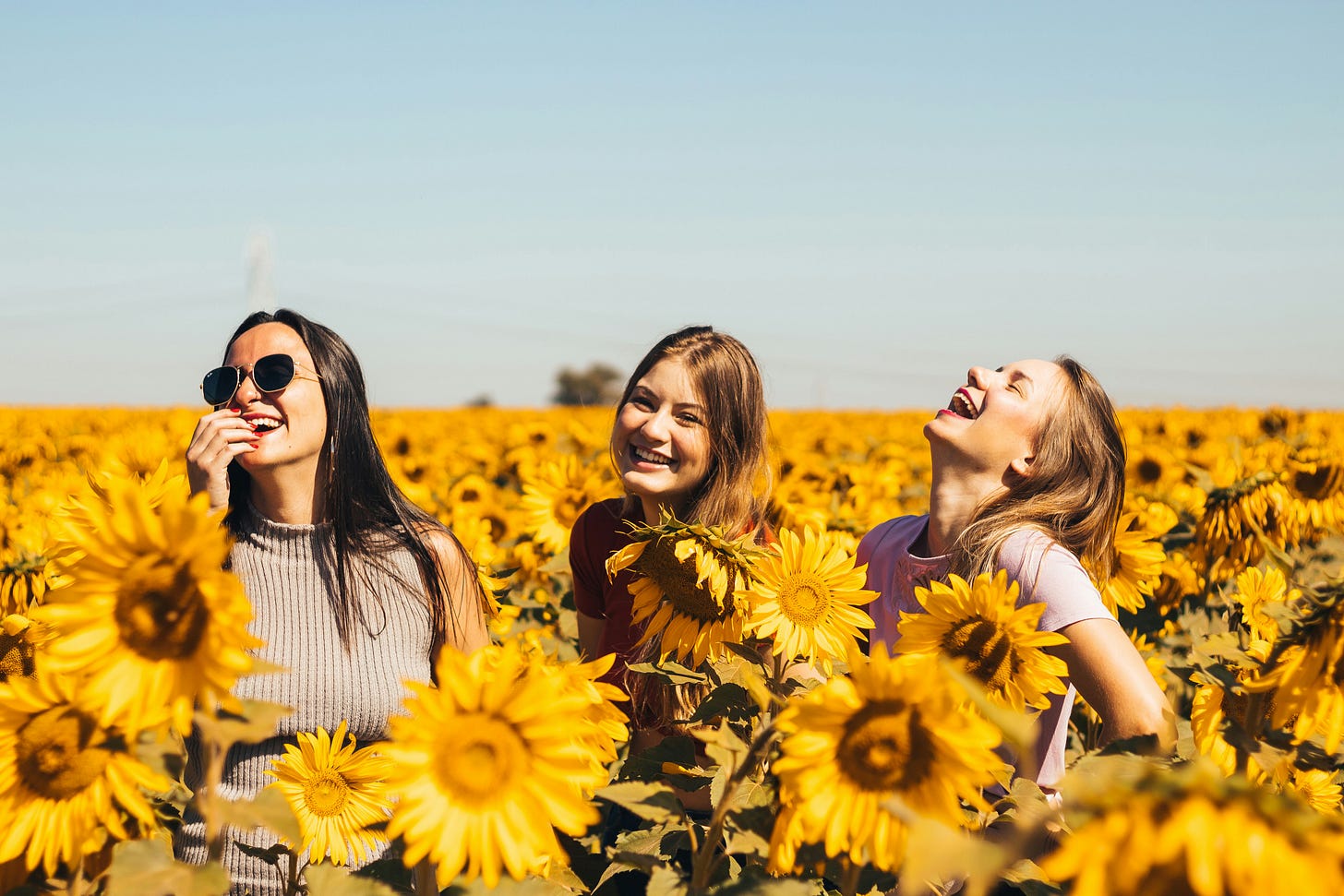 three women in field of sunflowers laughing three women in field of sunflowers laughing