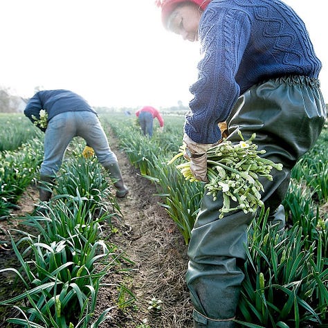 Flowers being cut in field and a vase of flowers