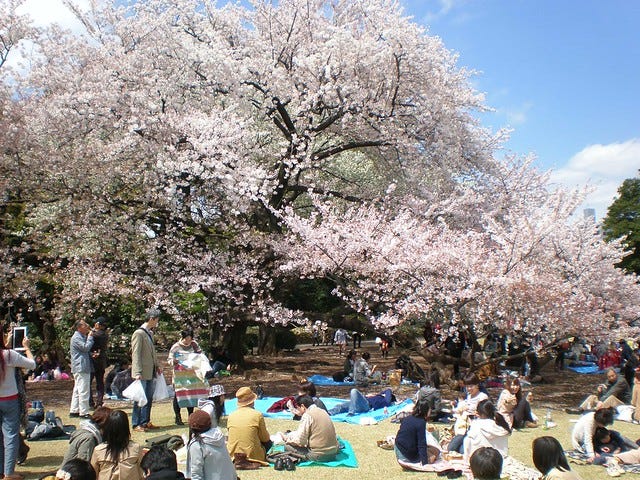 Sakura at Shinjuku Gyoen Park Sakura at Shinjuku Gyoen Park