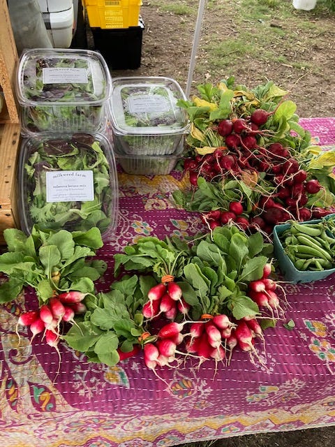 Martha's Vineyard farmers market