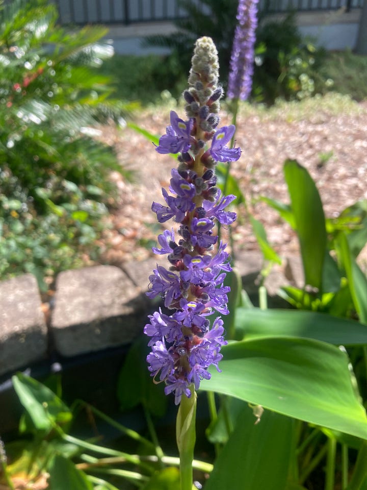 Current blooms in the Florida-Friendly Landscaping demo garden include purple pickerel weed, pink Panama rose, yellow coreopsis, and pink and white Long Key locustberry.