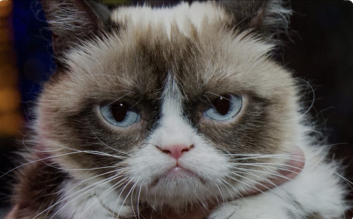 grumpy cat