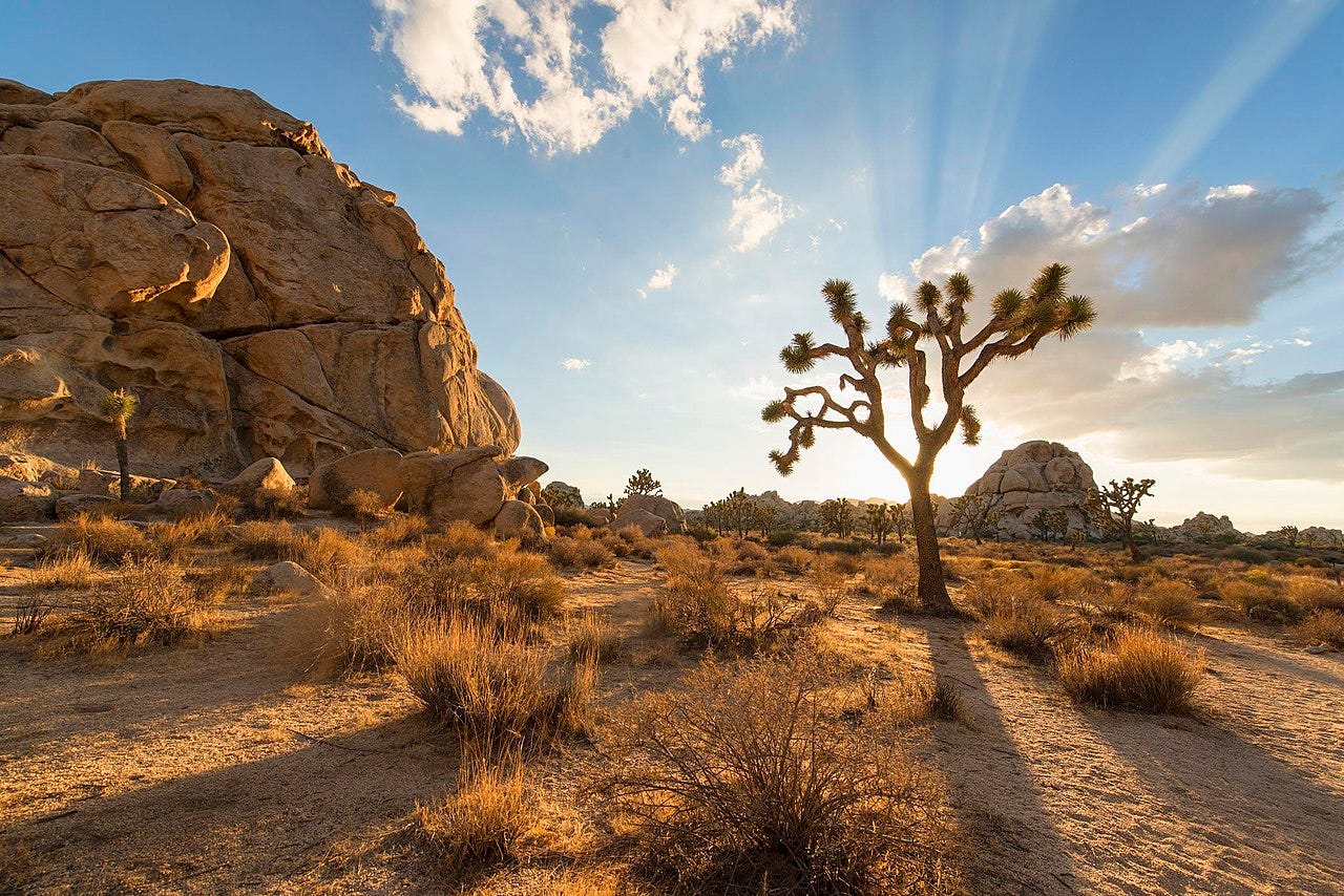 un árbol de Josué en pleno desierto, al lado de unas rocas, mientras sale el sol por detrás