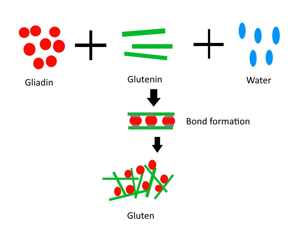 Gluten - what is it? - Pastry Workshop