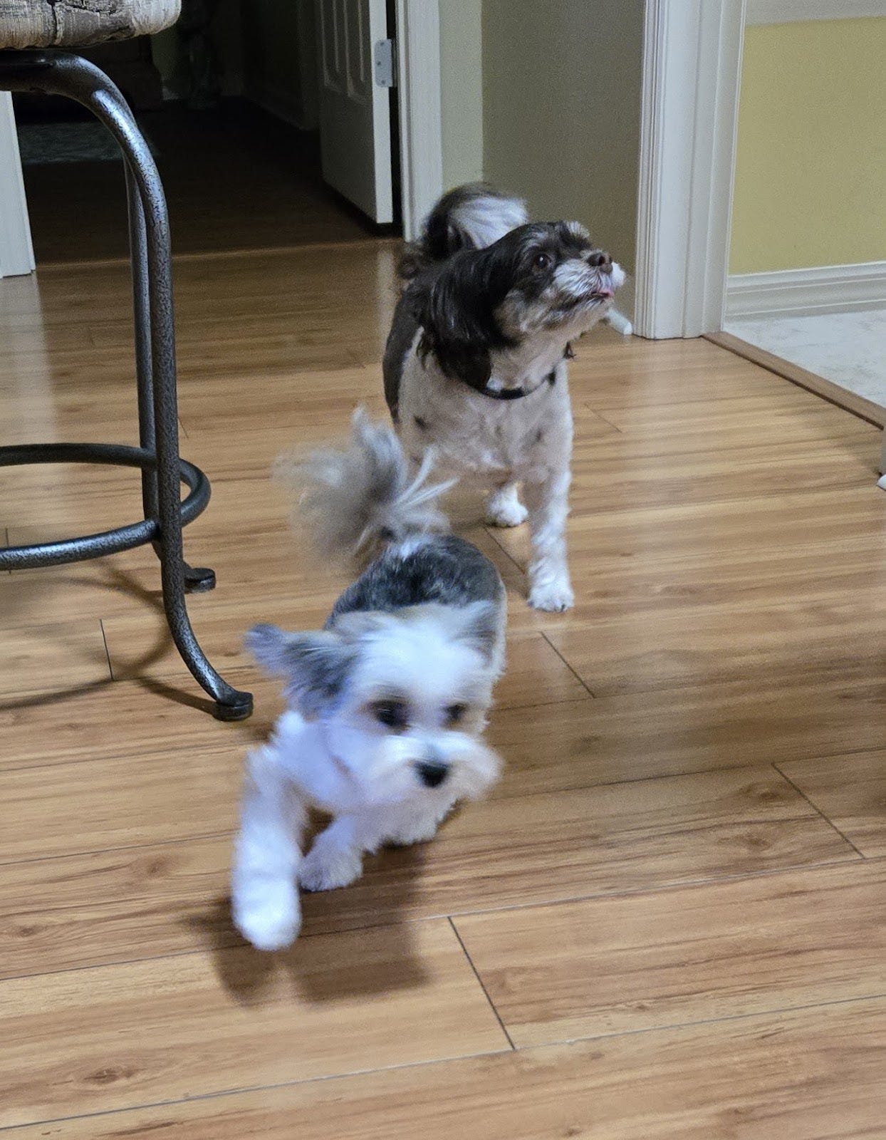 Two dogs: a Biewer Terrier and a Havanese