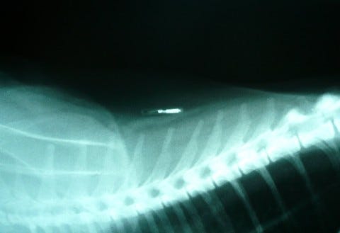 Feline_Identifying_Microchips Feline_Identifying_Microchips