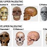 Anthropology.net