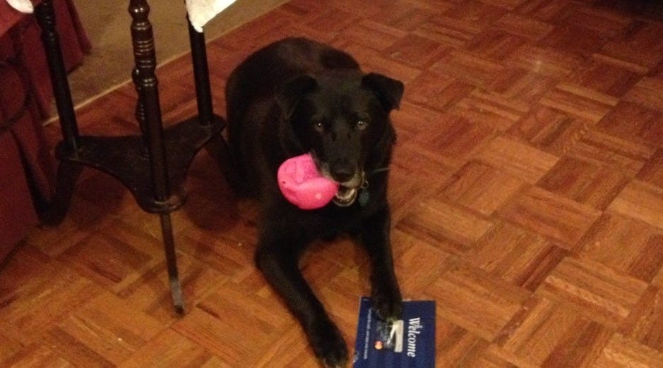 A younger Raki, pure black, holding a squished bright pink ball, lying on the floor looking at the camera. His eyes say “let’s play”! A younger Raki, pure black, holding a squished bright pink ball, lying on the floor looking at the camera. His eyes say “let’s play”!
