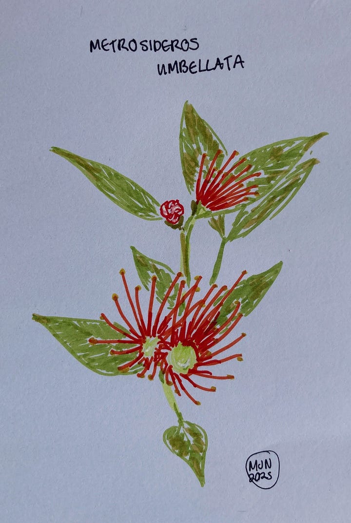 Felt pen drawings of Metrosideros carminea, with dark pink flowers and tiny leaves, Metrosideros excelsa with red flowers and grey-green leaves and Metrosideros umbellata with smaller red flowers and yellow-green leaves