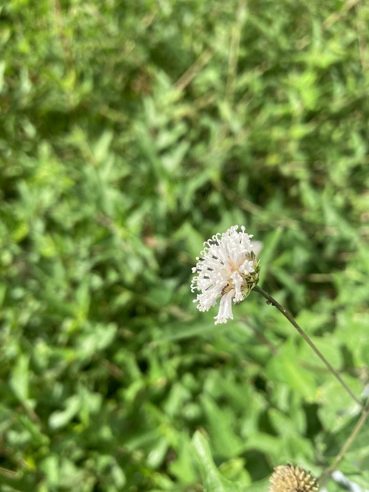 Flowering plants in the Florida-Friendly Landscaping Demonstration Garden that include purple blazing star, white snow squarestem, yellow Starry rosinweed, and red pentas.