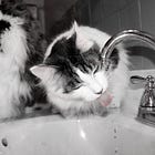 Donald Trump And His Very Very Large Huge Large Water Faucet