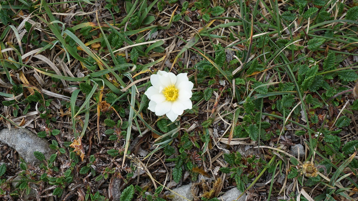 A small white flower grows among the grasses A small white flower grows among the grasses