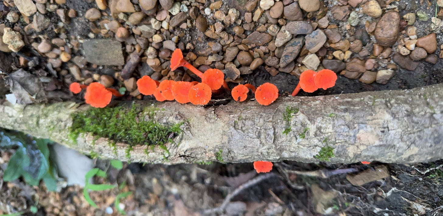 tiny orange mushrooms along a branch