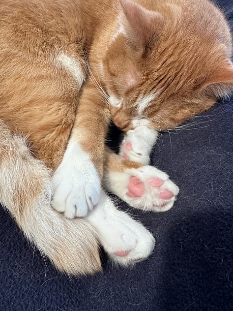 3 photos of cats