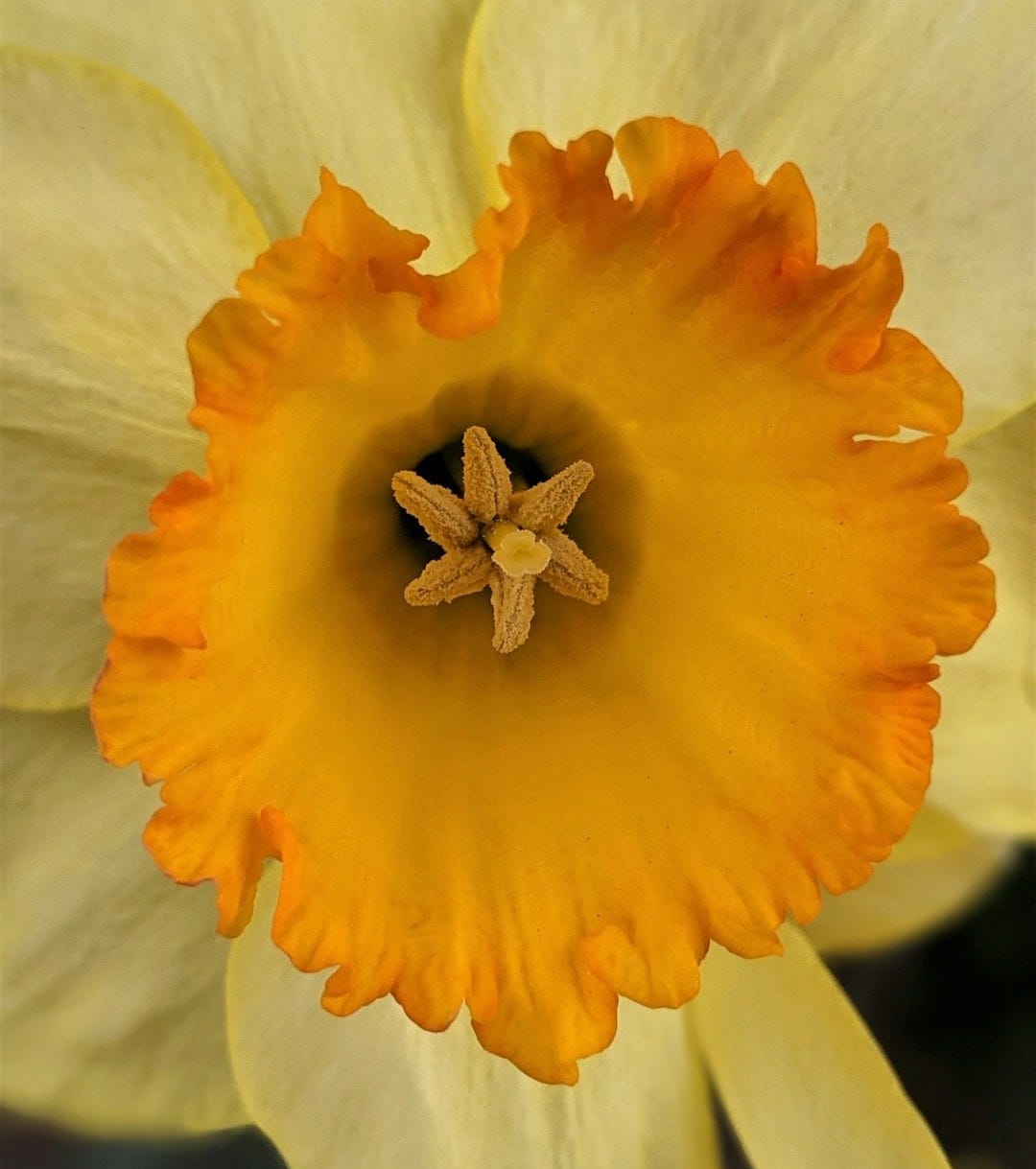 yellow flower with green leaves yellow flower with green leaves