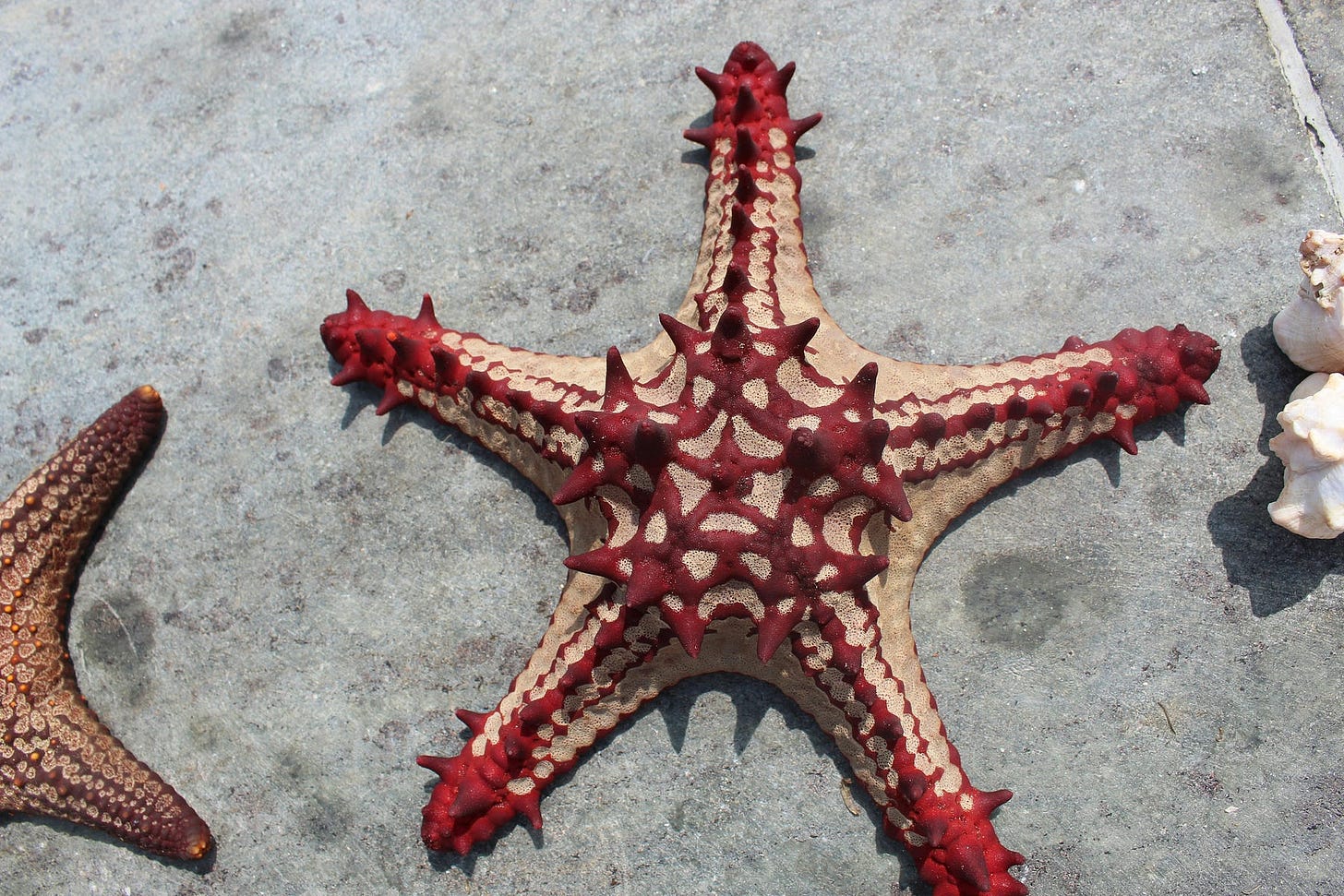 Starfish Starfish