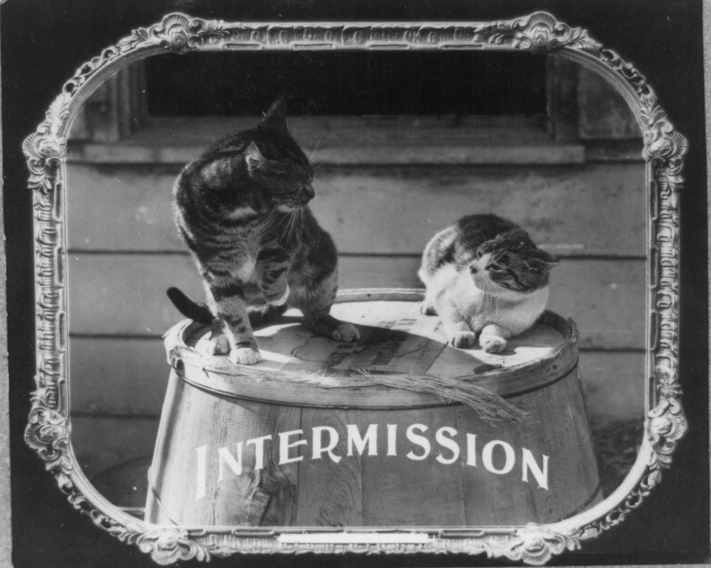 1912 intermission graphic featuring two cats