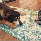 Shots, Neutering & Microchips