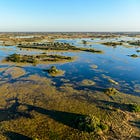 The hidden cascade: how shifting seasons may rewire Earth's ecosystems