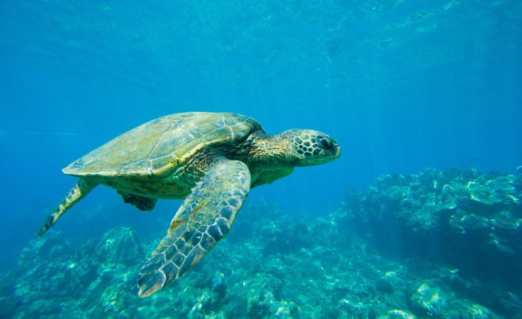 green sea turtle swimming in ocean sea green sea turtle swimming in ocean sea