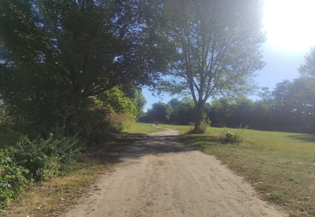A hard-packed wide mud path heads through a field with trees to both sides of the field