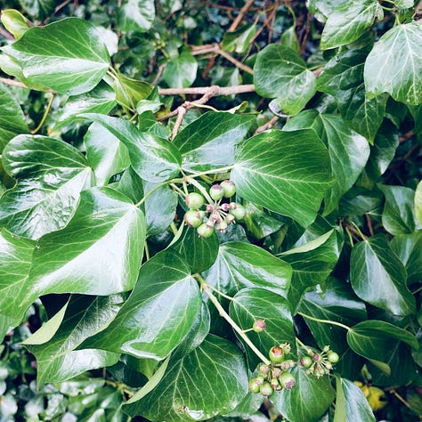 Two images of ivy, one with mature, rounded leaves seen growing on stems with berries, one image of lobed leaves, younger leaves, with very sharply defined lobes. One image a close up, of yellow lichen showing an incredible level of detail and texture.