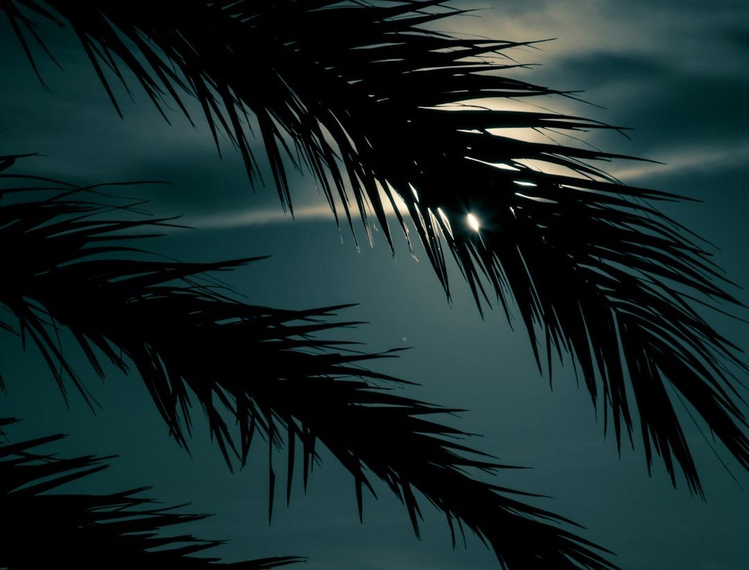 silhouette of palm tree at night time