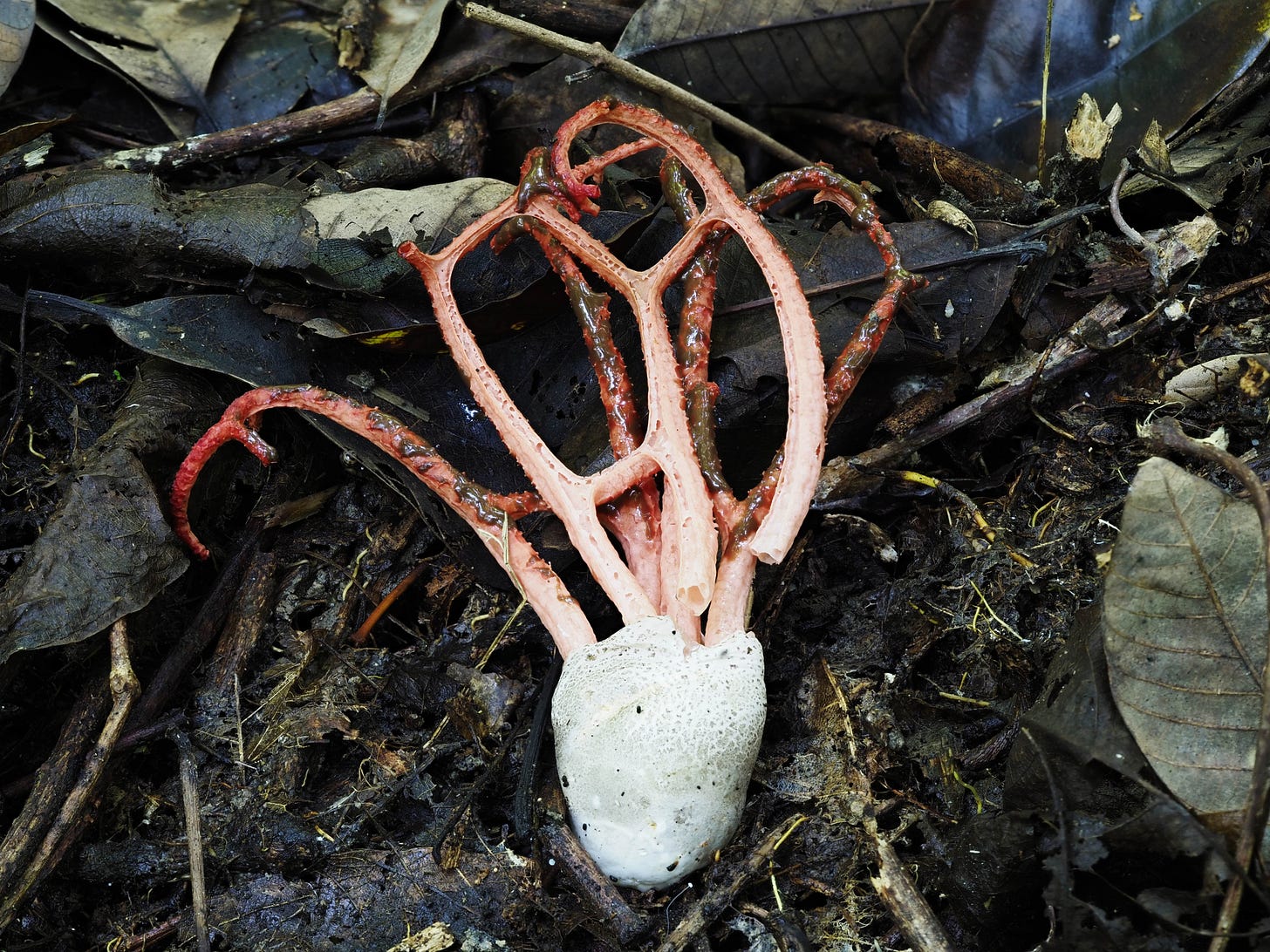red stinkcage mushroom