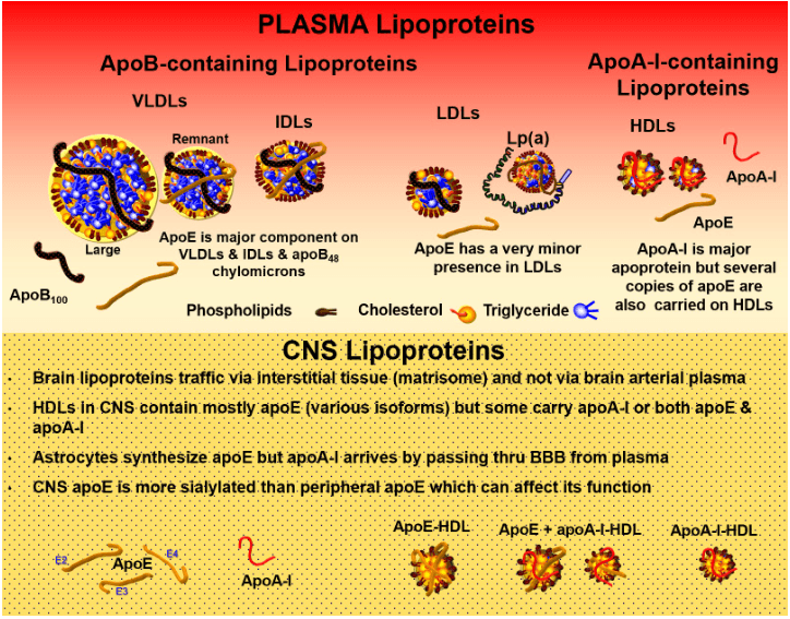 Comparison of plasma lipoproteins and CNS lipoproteins from Peter Attia / Tom Dayspring episode #395