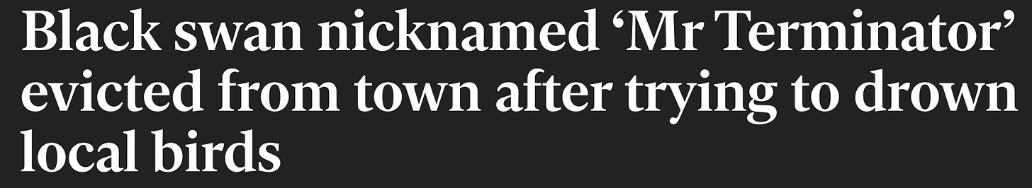 Black swan nicknamed "Mr Terminator" evicted from town after trying to drown local birds