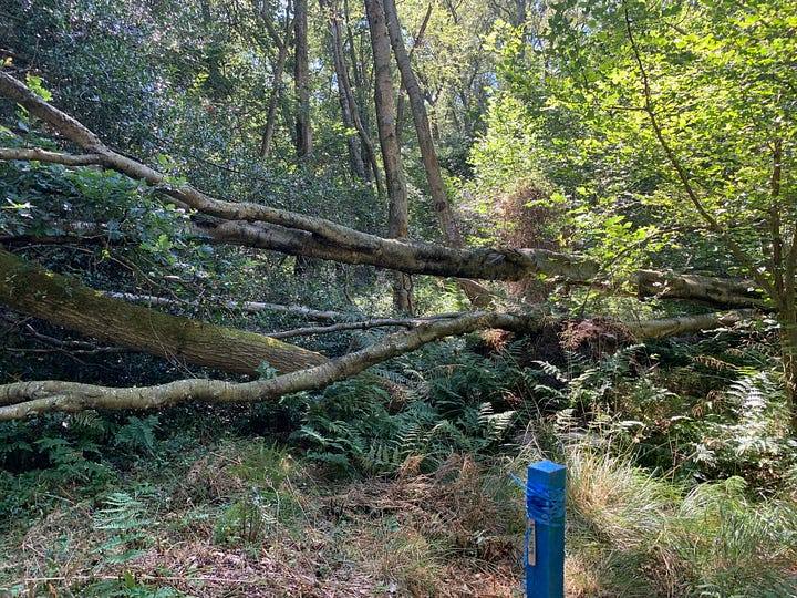 This was the mess before I lost it for a year. These pics where taken in early May 2022. They do a pretty good job of showing the task in hand.