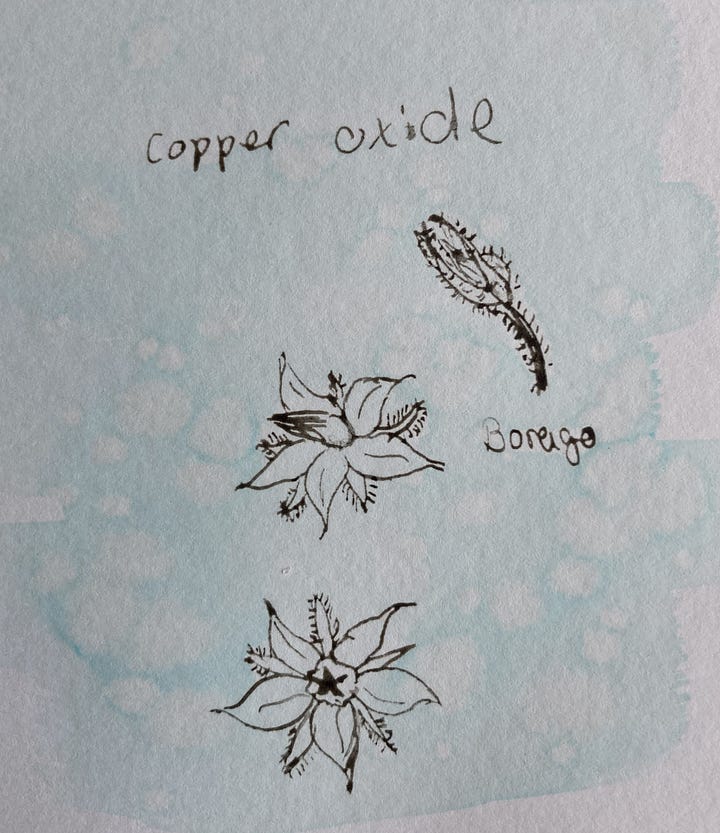 An ink drawing of an aquilegia pod with a brown background made from acorn cap in and a line drawing of borage with a blue background made from copper in vinegar