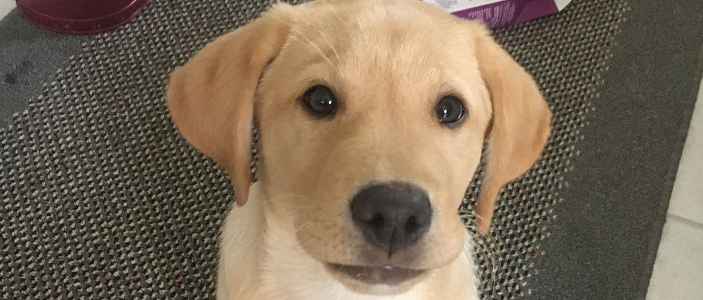 image of pup image of pup